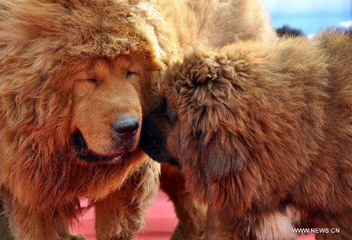  Two Tibetan mastiffs play at the 2nd Handan Tibetan mastiff exhibition in Handan, north China's Hebei Province, March 23, 2013. The exhibition, with nearly 400 Tibetan mastiffs attended, kicked off on Saturday. (Xinhua/Hao Qunying) 
