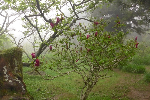 Located in the northeast of Jiayi in Taiwan Province, Ali Mountain is the general name of the 18 hills including Zhu Hill and Tower Hill. The highest peak is Tower Hill with a height of 2,663 meters. Ali Mountain is renowned for its five rare sights including the sunrise, the Ali Mountain forest railway, the famous Alishan sacred tree, the grand sea of clouds, and fragrant cherry blossom. (Photo:China.org.cn)