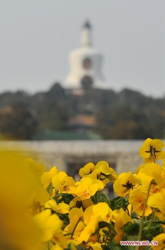   Flowers blossom near the White Dagoba at the Beihai Park in Beijing, capital of China, April 7, 2013. (Xinhua/Chen Yehua) 