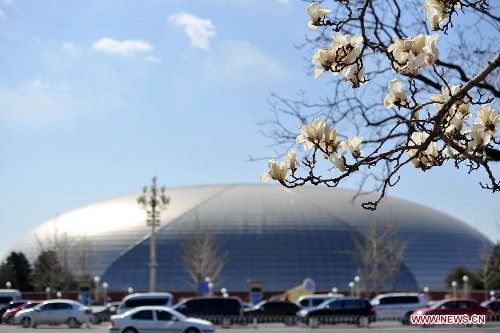 Magnolia flowers blossom near the National Center for the Performing Arts in Beijing, capital of China, April 8, 2013. (Xinhua/Chen Yehua) 