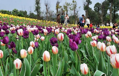 People enjoy themselves at a tulip field in the garden landscape park of Liuzhou city, South China's Guangxi Zhuang Autonomous Region, February 7, 2013. Photo: Xinhua