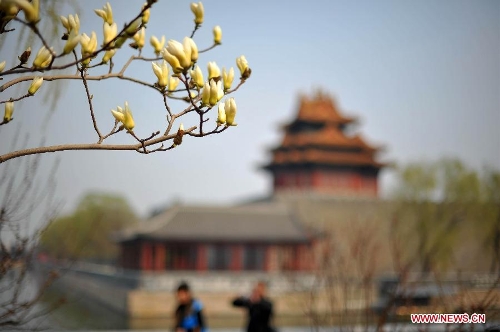 Magnolia flowers blossom near a watchtower of the Palace Museum, also known as the Forbidden City, in Beijing, capital of China, April 7, 2013. (Xinhua/Chen Yehua) 