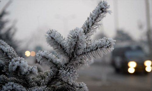 A car runs past a pine tree coated with rime in Changchun of northeast China's Jilin Province, January 19, 2012. Rime scenery appeared in Changchun on Thursday due to heavy fog. (Xinhua/Zhang Nan)