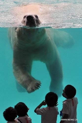 Children closely watch the locally bred polar bear Inuka at the Singapore Zoo, May 29, 2013. The Singapore Zoo celebrated the moving of Inuka, the first polar bear born in the Singapore Zoo and the tropics, into its new enclosure by hosting a housewarming ceremony on Wednesday. (Xinhua/Then Chih Wey) 