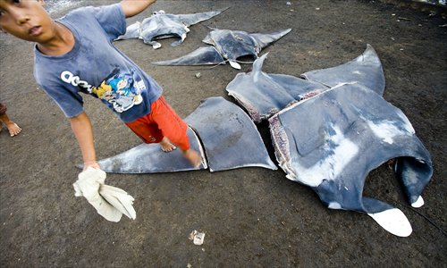 A fisherman butchers a giant manta in a remote fishing village in Indonesia. Photo: CFP
