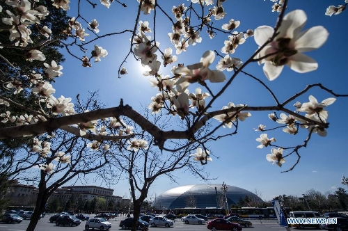 Photo taken on April 6, 2013 shows Magnolia flowers in full blossom in Beijing, capital of China. (Xinhua/Luo Xiaoguang) 