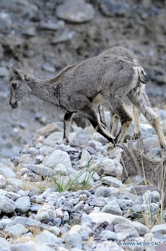  A blue sheep runs in the Helan mountain area in northwest China's Ningxia Hui Autonomous Region, May 29, 2013. Helan mountain area has become world's heaviest inhabited area for blue sheep as the number reached over 20,000 currently due to enhanced wildlife reservation. (Xinhua/Li Ran) 