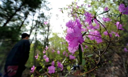 &nbsp;A visitor walks by an azalea bush in a national forest park in Huinan County, northeast China's Jilin Province, May 18, 2013. The blooming azalea in the park attracted many visitors and photographers. (Xinhua/Zhang Nan)