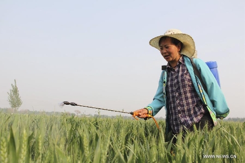 A farmer sprays pesticide in the wheat field in Chengguan Township of Neihuang County in Anyang City, central China's Henan Province, May 3, 2013. Farmers here are busy with taking care of the crop to ensure the summer wheat harvest. (Xinhua/Liu Xiaokun) 