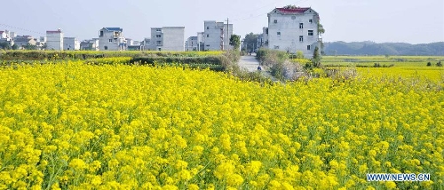 Cole flowers are in full bloom in Mingkou Township of Leping City, east China's Jiangxi Province, March 4, 2013. (Xinhua/Zhu Dingwen) 