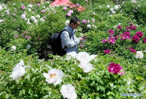 A tourist walks among peony flowers in Caojiaping Village of Lintao County, northwest China's Gansu Province, May 11, 2013. The blooming peony flowers attracted lots of tourists to visit. (Xinhua/Nie Jianjiang)