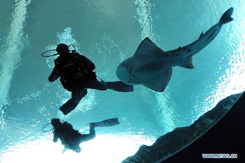 Divers get close-up looks of marine animals in the Marine Life Park of Singapore's Resorts World Sentosa (RWS), May 21, 2013. RWS Marine Life Park debuts its Open Ocean Dive which offers certified divers the opportunity to get close with marine animals. (Xinhua/Then Chih Wey) 