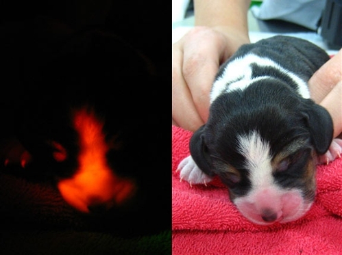 (Photo Source: huanqiu.com)