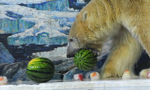 A polar bear eats watermelon at a zoo in Harbin, Heilongjiang Province on Monday. Photo: CFP