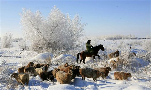 A herdsman grazes livestock at Xemirxek Town, Altay City, northwest China's Xinjiang Uygur Autonomous Region, Dec. 6, 2012. Affected by the heavy snow and low temperature, Altay City received rime on Thursday. Photo: Xinhua 