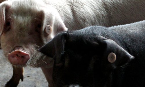 Pigs in Jiaxing wear identical ear tags to those removed from the Huangpu River. Photo: Yang Hui/GT