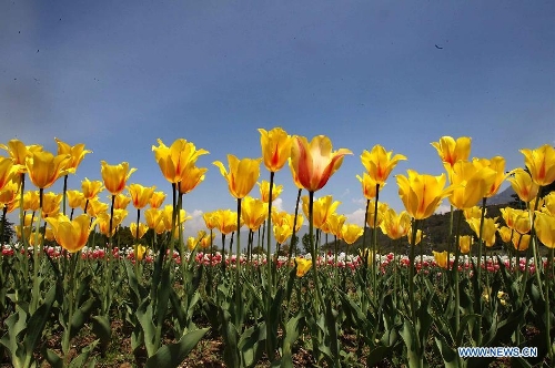  Blooming tulips are seen in a tulip garden in Srinagar, summer capital of Indian-controlled Kashmir, April 13, 2013. The Tulip Garden in Indian-controlled Kashmir, claimed to be Asia's largest, has become the prime attraction for tourists home and abroad. Since April this year, over 75,000 tourists have visited the garden to see tulips, officials said. (Xinhua/Javed Dar) 