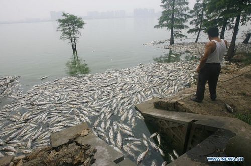 Dead fish float at the south lake in Wuhan, capital of Central China's Hubei Province, July 15, 2012. Large amout of dead fish showed up at the south lake of Wuhan recently. For several years, the dumping of sewage water and gabage made the environment of the lake worse and worse. Photo: Xinhua