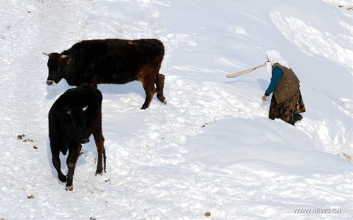 A woman herds cattles in Qagan Gol Town of Qinghe County, northwest China's Xinjiang Uygur Autonomous Region, on Jan. 8, 2013. (Xinhua/Sadat)&nbsp; 