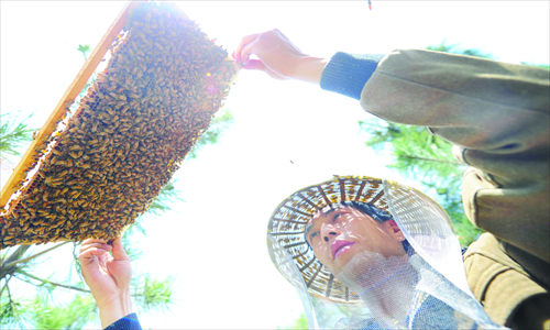 A beekeeper checks his bees Tuesday in Yantai, East China's Shandong Province. Yantai boasts many sophora flowers in May, when beekeepers from across the country go to the city as the flowers are in full bloom. Each beehive can produce about 20 kilos of honey each year and honey is sold at around 60 yuan ($9.78) per kilo, meaning beekeepers can earn 1,200 yuan for each hive annually. China produced 431,000 tons of honey in 2011, the latest data from the National Bureau of Statistics showed. Photo: CFP