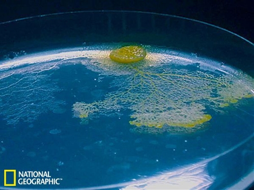 9. Slime has memory but no brain　(Source: sina.com.cn)