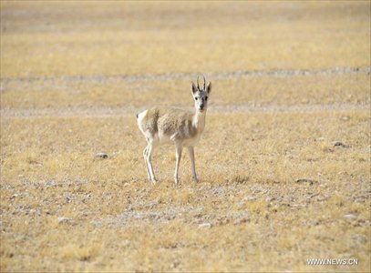 Photo taken on October 20, 2012 shows a Mongolian gazelle on Qiangtang Grassland in Southwest China's Tibet Autonomous Region. Qiangtang Nature Reserve covers an area of more than 200,000 sq km in northern Tibet. The reserve is home to over 400 kinds of wild animals. (Xinhua/Liu Kun)
