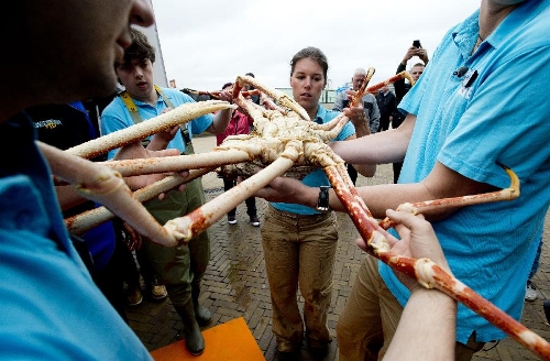 Workers carry a 15 kilos weight giant crab in an aquarium in Scheveningen, the Netherlands, on July. 3, 2013. (Xinhua/Robin Utrecht) 