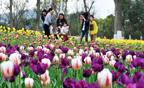People enjoy themselves at a tulip field in the garden landscape park of Liuzhou city, South China's Guangxi Zhuang Autonomous Region, February 7, 2013. Photo: Xinhua