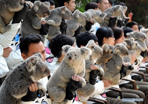 Feeders hold koalas as they pose for group photos at Chimelong Safari Park in Guangzhou, capital of south China's Guangdong Province, Jan. 30, 2013. The park has successfully bred more than 20 koalas since it imported six koalas from Australia in 2006. (Xinhua/Liu Dawei) 