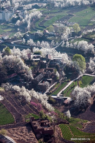 Pear flowers are in full blossom in Sha'er Township of Jinchuan County, southwest China's Sichuan Province, March 17, 2013. The pear flower scenery here attracted a good many tourists. (Xinhua/Jiang Hongjing) 
