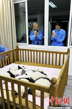 So cute! Newly born baby pandas. Source: www.chinanews.com