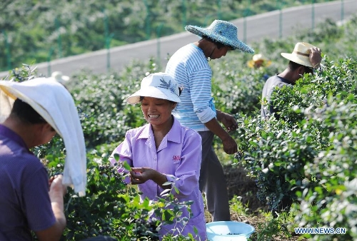 Farmers harvest blueberries in the fields in Jianshan Village, the Yongchuan District of Chongqing, southwest China, May 21, 2013. Blueberry production in the village reached 10, 000 kilograms in 2012, bringing a production value of more than 2 million yuan (320,000 dollars).(Xinhua/Li jian) 