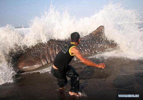 A resident tries to move a 9-meter-long whale shark stranded on Parangkusumo beach in Bantul of Yogyakarta, Indonesia, August 4, 2012. This is the second whale shark stranded on Indonesian beach while migration, according to the coordinator of the local NGO. Photo: Xinhua