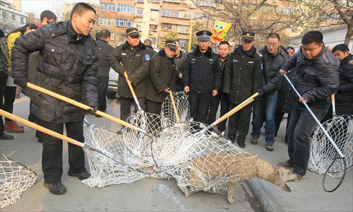 A stray dog struggles in nets as city management officers corner it on Thursday in Zhengzhou, Henan Province. Photo: CFP