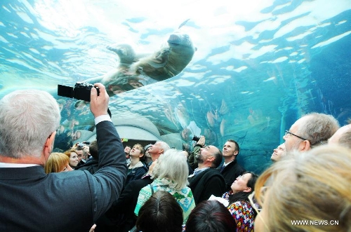 People watch a polar bear as they visit the newly-inaugurated Arctic Circle at the Copenhagen Zoo in Copenhagen, Denmark, Feb. 5, 2013. (Xinhua/Hasse)&nbsp; 
