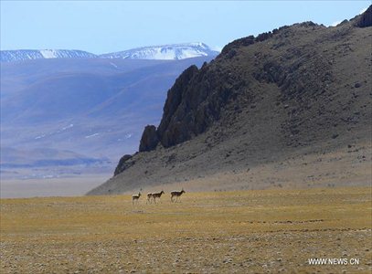 Photo taken on October 20, 2012 shows the Tibetan Antelopes on Qiangtang Grassland in Southwest China's Tibet Autonomous Region. Qiangtang Nature Reserve covers an area of more than 200,000 sq km in northern Tibet. The reserve is home to over 400 kinds of wild animals. (Xinhua/Liu Kun)