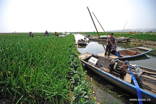 A farmer rows a boat towards his field in Xinghua City, east China's Jiangsu Province, March 10, 2013. As weather warms up, farmers in Xinghua are busy with spring ploughing. (Xinhua/Shen Peng)