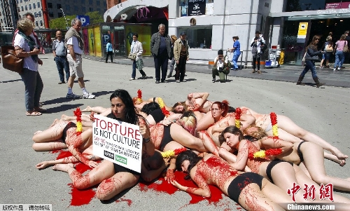 Animal rights activists pretending to be bulls stuck through with banderillas lie on the ground covered with mock blood during a protest against bullfighting in Barcelona May 23, 2013. The activists collected signatures to present to the government in protest against a draft law currently in parliament that would protect bullfighting as part of Spain's heritage and national interest. (Source: Chinanews.com)