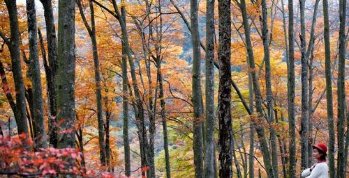 A visitor views scenery on the Guangwu Mountain in Nanjiang County, Southwest China's Sichuan Province, October 20, 2012. The mountain has 12 natural scenic areas and 333.3 square kilometers of virgin forest. Photo: Xinhua