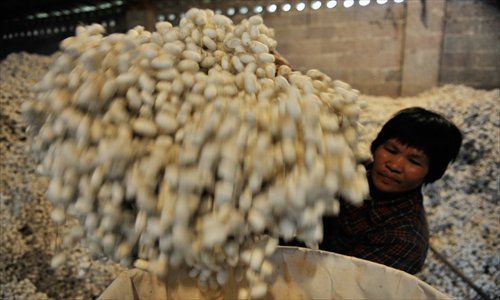 A worker pours silkworm cocoons into a bag in a factory in Binyang county, South China's Guangxi Zhuang Autonomous Region Tuesday. The silkworm cocoon output in Guangxi accounted for around 40 percent of the total volume nationwide, with purchasing prices this year reaching around 40 yuan ($6.47) per kilogram, a little higher than in 2012. Photo: CFP