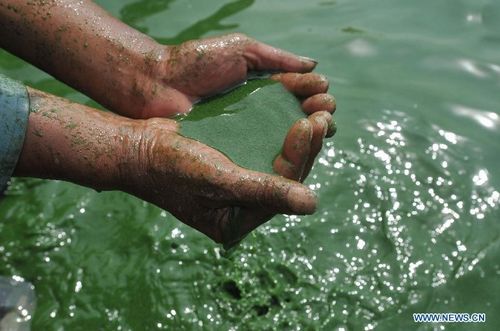 A fisherman paddles in the water of the Chaohu Lake, East China's Anhui Province, July 8, 2012. Blue-green algae gathered in Chaohu Lake recently due to the rising temperature. Photo: Xinhua 