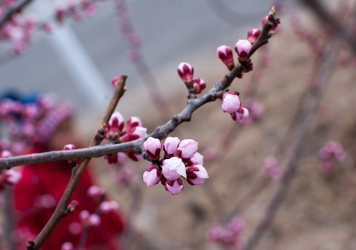 Photo taken on April 10, 2013 shows apricot buds at the Beijing Fenghuangling Nature Park in Beijing, capital of China. The 2013 Fenghuangling Apricot Flower Festival kicked off on Wednesday, with the expected best time for viewing falling between April 13 and April 23. (Xinhua/Zhang Yu) 