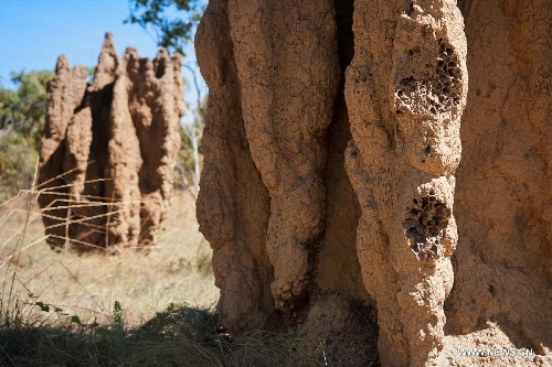 Photo taken on May 25, 2013 shows an ant cave at the Kakadu National Park of Australia. The Kakadu National Park is a protected area in the northern area of Australia. The cultural and natural values of the Kakadu National Park were recognized internationally when the park was inscribed onto the UNESCO World Heritage List. (Xinhua/Qian Jun)