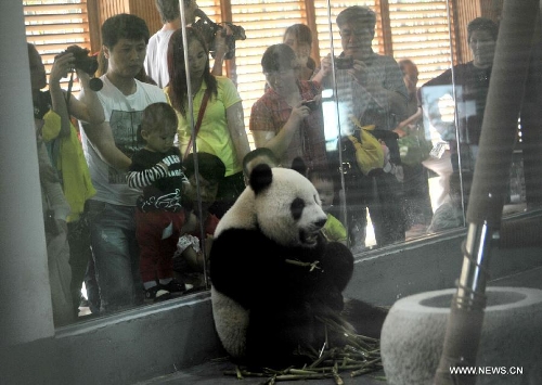 Giant panda 