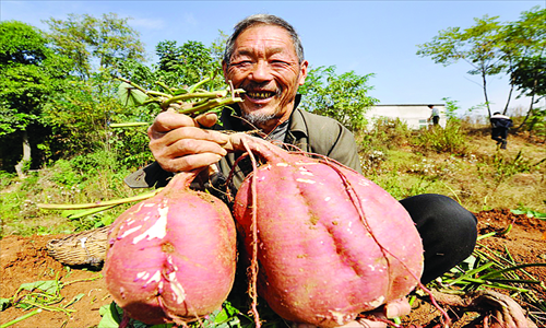 A farmer in Central China's Hubei Province shows two big sweet potatoes grown on his farm, which weigh around 17 kilograms. This new kind of sweet potato, developed by the farmer himself, can increase production by 25 percent. Production per mu (0.067 hectares) can reach 6,000 kilograms. The new kind of sweet potato has also been introduced to other provinces such as Shaanxi and Hebei. Photo: CFP