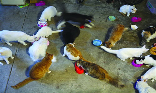 1. Cats: man's other best friend.