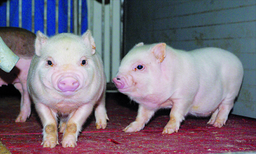 Cloning Pig Organs For Humans