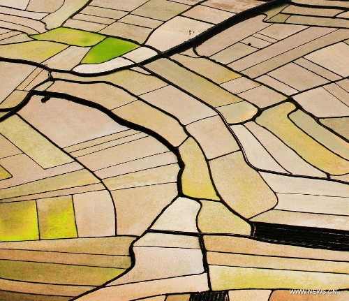 This bird eye view shows paddy fields in golden sunlight at Jiangping Village of Wuzhuan Town in Donglan County, southwest China's Guangxi Zhuang Autonomous Region on April 4, 2013. (Xinhua/Zhou En'ge)