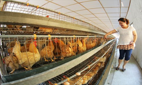 An employee inspects chickens at a poultry farm in Hengyang, Hunan Province, Wednesday. China's poultry market has experienced a downturn in recent months due to the emergence of a new strain of avian flu. To bolster market confidence, the government gave out 600 million yuan ($97.8 million) in subsidies to poultry companies. Photo: CFP