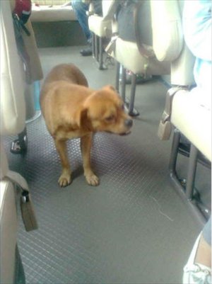 Πιστός σκύλος ψάχνει στα λεωφορεία τον ιδιοκτήτη του...
